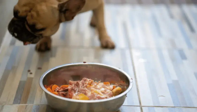 Co ugotować dla psa? Zdrowa dieta domowa krok po kroku!
